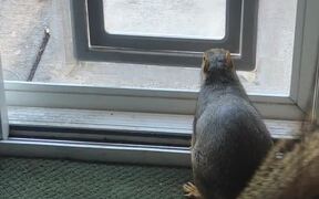 Squirrel Sneaks Inside for a Snack - Animals - VIDEOTIME.COM