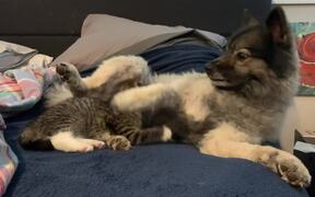 Pup Cleans Kitty Before Playtime - Animals - VIDEOTIME.COM