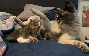 Pup Cleans Kitty Before Playtime