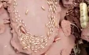 Inside a Termite Mound - Animals - VIDEOTIME.COM