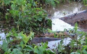 Giant Anaconda Mating - Animals - VIDEOTIME.COM