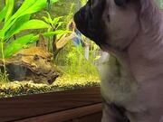 Pug Bites at Aquarium Fish - Animals - Y8.COM