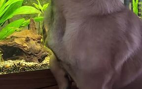 Pug Bites at Aquarium Fish
