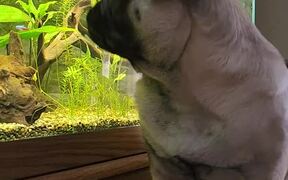 Pug Bites at Aquarium Fish - Animals - VIDEOTIME.COM