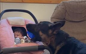 German Shepherd Brings Baby a Ball - Animals - VIDEOTIME.COM