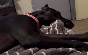 Great Dane Throws Tantrum Over Dropped Ball - Animals - VIDEOTIME.COM