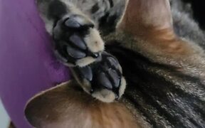 Cat Sleeps with Twitchy Toe Beans