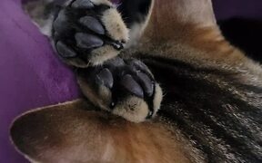Cat Sleeps with Twitchy Toe Beans