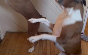 Boxers Getting Excited for a Car Ride - Animals - VIDEOTIME.COM