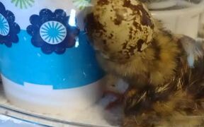 Adorable Chick Gets its Head Stuck in Eggshell - Animals - VIDEOTIME.COM