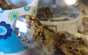 Adorable Chick Gets its Head Stuck in Eggshell - Animals - VIDEOTIME.COM