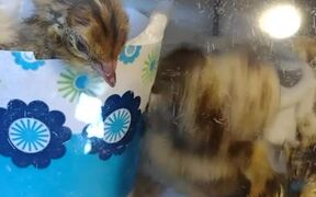 Adorable Chick Gets its Head Stuck in Eggshell