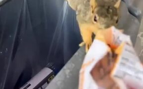 Feeding a Friendly Squirrel at the Gas Station - Animals - VIDEOTIME.COM