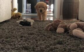 Puppy Attempts to Sneak Up on Mom - Animals - VIDEOTIME.COM