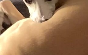 Whippet Dog Creating Mouth Bubbles While Chilling