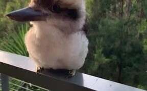 Baby Kookaburra Demonstrates its Signature Laugh