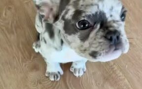 Blue Merle Frenchie Puppy Sits on Command