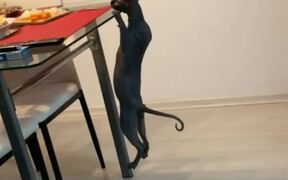 Cat Attempts a Pull-Up to See Food on Dinner Table - Animals - VIDEOTIME.COM