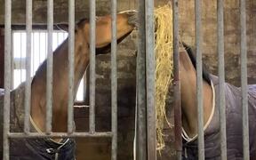 Horses Sharing Their Hay