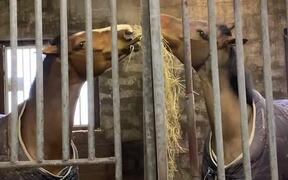 Horses Sharing Their Hay - Animals - VIDEOTIME.COM