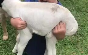 Kid Has His Hands Full on the Farm