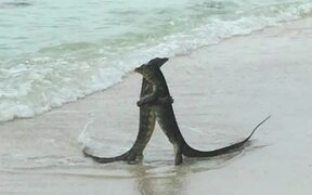 Monitor Lizards Battling on the Beach