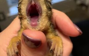 Baby Squirrel Yawn - Animals - VIDEOTIME.COM