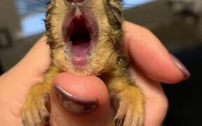 Baby Squirrel Yawn