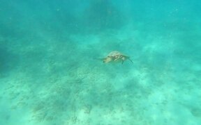 Sea Turtle - Animals - VIDEOTIME.COM