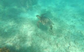 Sea Turtle - Animals - VIDEOTIME.COM