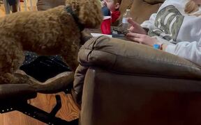 Pushy Pup Asks for Attention - Animals - VIDEOTIME.COM
