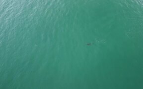 Bottlenose Dolphin Plays With Its Breakfast - Animals - VIDEOTIME.COM
