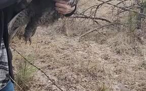 Owl Set Free From Barbed Wire Fence