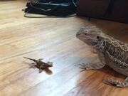 Bearded Dragons Tries to Eat Toy Bearded Dragon - Animals - Y8.COM