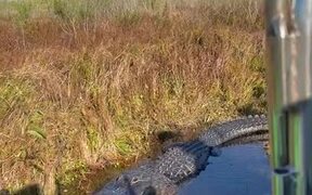 The Gator Doesn't like People in His Territory