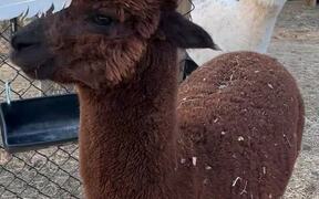 Fashionable Alpaca has a Feather Stuck on His Head - Animals - VIDEOTIME.COM