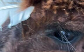 Fashionable Alpaca has a Feather Stuck on His Head