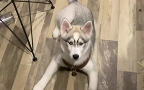 Husky Pup Really Plays Up Her Performance