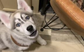 Husky Pup Really Plays Up Her Performance - Animals - VIDEOTIME.COM