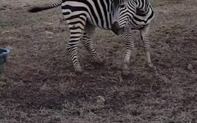 Marty the Zebra Chases Tail - Animals - VIDEOTIME.COM