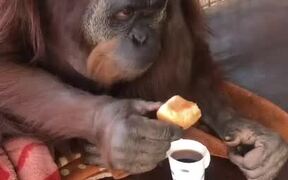 Orangutan Dunks Bun in Cup of Tea - Animals - VIDEOTIME.COM