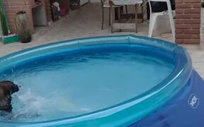 Pup Plays in Swimming Pool - Animals - VIDEOTIME.COM