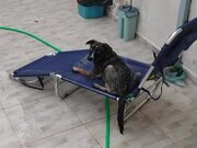 Pup Plays in Swimming Pool - Animals - Y8.COM