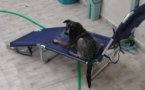 Pup Plays in Swimming Pool - Animals - VIDEOTIME.COM