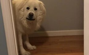 Dog Wins Game of Hide-and-Seek - Animals - VIDEOTIME.COM