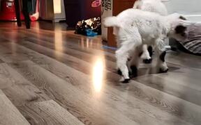Tiny Goat Tap Dances - Animals - VIDEOTIME.COM