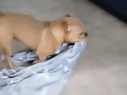 Thor Scoots on Blanket to Keep Floor Clean - Animals - Y8.COM