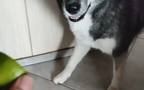 Husky Finds Lime Unappealing - Animals - VIDEOTIME.COM