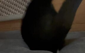 Cat Squeezes into Very Small Space - Animals - VIDEOTIME.COM
