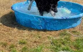 German Shepherd/Husky Mix Loves Playing in Water - Animals - VIDEOTIME.COM